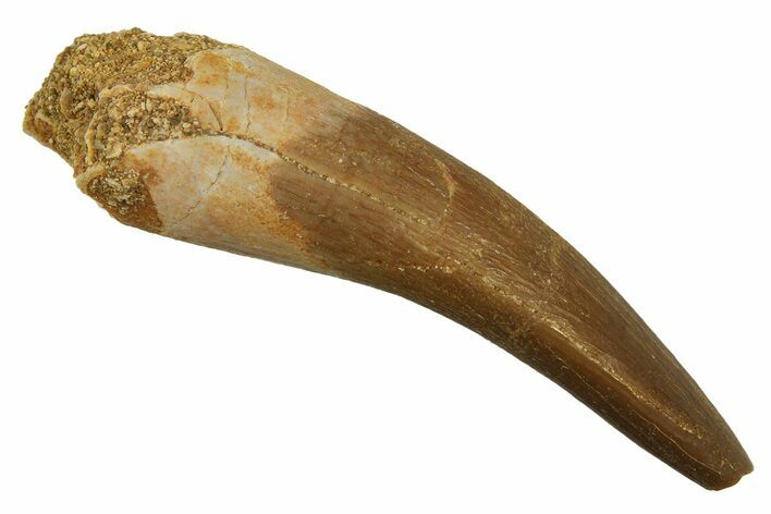 Fossil Plesiosaur (Zarafasaura) Tooth - Morocco #298026